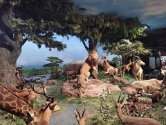 -国家自然博物馆