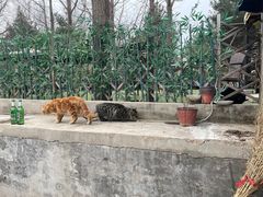 -尚庄度假村·庭台树下·户外烧烤·团建CS·轰趴营地(上庄水库店)