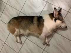 -严国平动物医院(德政总院)