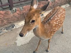 -清迈夜间动物园