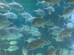 -烟台海昌鲸鲨海洋公园