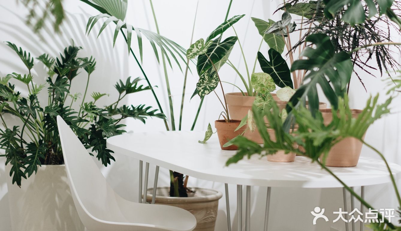 与植物生活在一起Ning's 