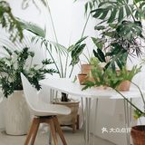 与植物生活在一起Ning's 