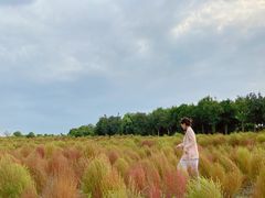 -杭州湾海上花田景区
