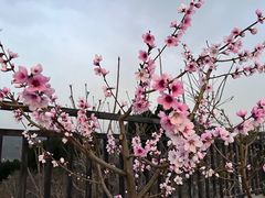 -梨木台悦来客农家院