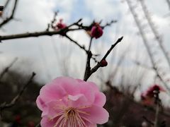 -秀丽东方