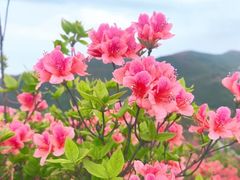 -大围山国家森林公园