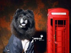 -超宠爱宠物摄影-Super pet