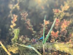 -靖西鹅泉风景区