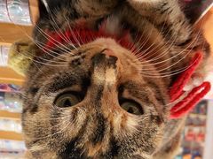 -猫的天空之城概念书店(杭州南宋御街店)