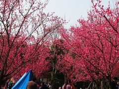 -秀丽东方