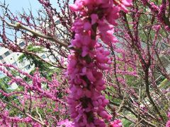 -北京大学肿瘤医院