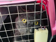 -佳雯宠物医院(金华南路分院)