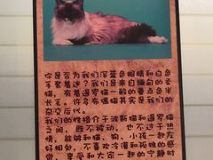 -猫咪博物馆(顶澳仔猫街店)
