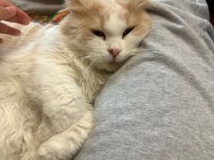 -唐小姐の私宠·宠物洗护美容·撸猫馆·购宠(周浦万达旗舰店)