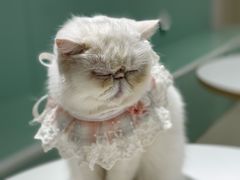 -怪兽屋·羊驼·猫咖·狗咖(俊华广场店)