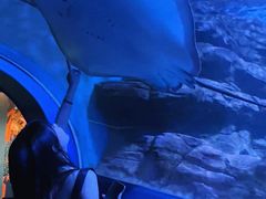 -上海海洋水族馆