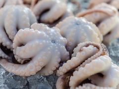 白灼章鱼-铭聚章鱼土笋冻(松柏店)