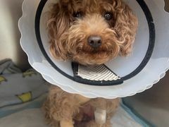 -中农大我爱我爱24h动物医院·中医针灸·猫专科·骨科医疗中心(双井店)
