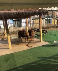 -萌宠亲子动物乐园(槐房万达店)