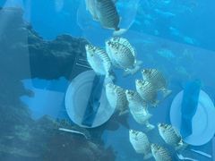 -涛·海底餐厅·美人鱼·自助餐·海底隧道(三亚海棠湾洲际度假酒店)