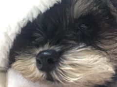 -翊宠yipet猫狗购宠庄园犬舍•猫舍