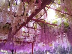-嘉定紫藤园