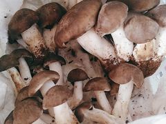 -菌之家·专业纯野生菌火锅·特色炒菌