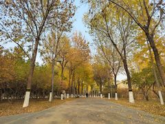 -大兴滨河森林公园