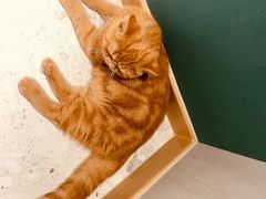 -飞行喵MR PILOT|猫舍·猫咖(静安大融城店)