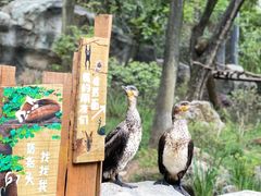 -红山森林动物园