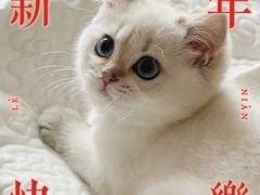 -momokira米努特·德文卷毛猫·棉花面纱犬