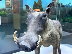 -国家自然博物馆