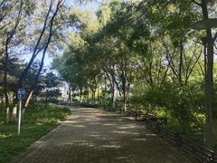 -大兴滨河森林公园