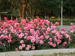 -南海子公园