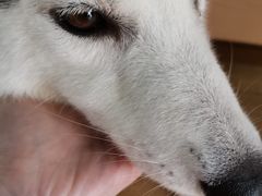 -Husky Go! 哈士奇体验馆·宠物咖啡厅狗咖