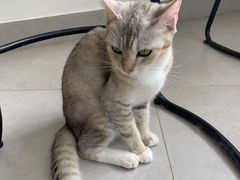 -Heymao猫咖.咖啡厅(东门店)