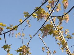 -大兴滨河森林公园