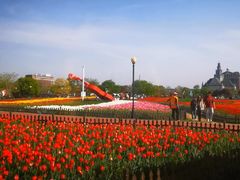 -荷兰花海