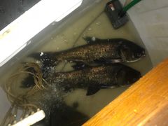 -食神鱼头佛跳墙(百子湾旗舰店)