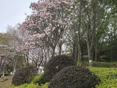 -羊山湖公园
