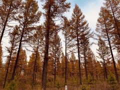 -塞罕坝国家级自然保护区