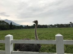 -瑞穗牧场