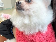 -怪兽屋·羊驼·猫咖·狗咖(俊华广场店)