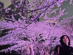 -西北湖绿化广场