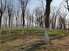 -天津东丽湖风景区