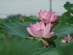 -嘉北郊野公园