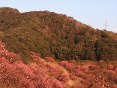 -新建村梅花