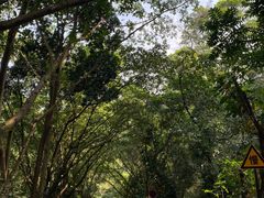 -深圳仙湖植物园