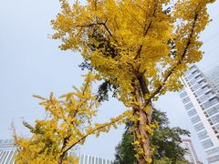 -重庆彩云湖湿地公园
